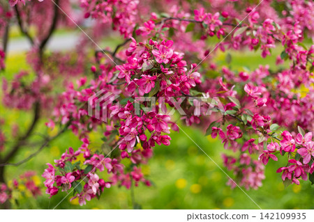 Vibrant pink crabapple blossoms blooming in dense cluster. Soft sunlight illuminates the delicate petals against blurred green spring background. Vibrant pink crabapple blossoms blooming in dense cluster. Soft sunlight illuminates the delicate petals against blurred green spring background. 142109935