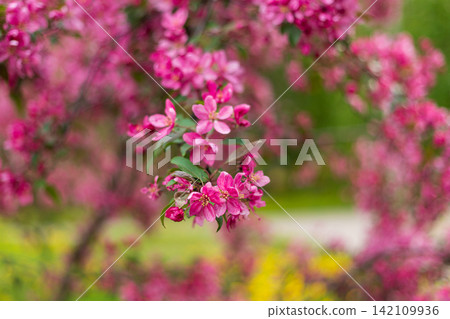 Closeup of bright pink crabapple blossoms blooming in dense cluster. Soft sunlight illuminates delicate petals against blurred green spring background. Selective focus photography. Closeup of bright pink crabapple blossoms blooming in dense cluster. Soft sunlight illuminates delicate petals against blurred green spring background. Selective focus photography. 142109936