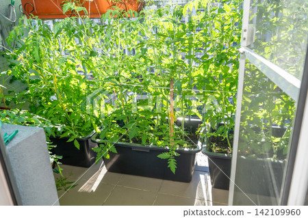 Tomato Plants Growing in Pots on Apartment Balcony Garden Tomato Plants Growing in Pots on Apartment Balcony Garden 142109960