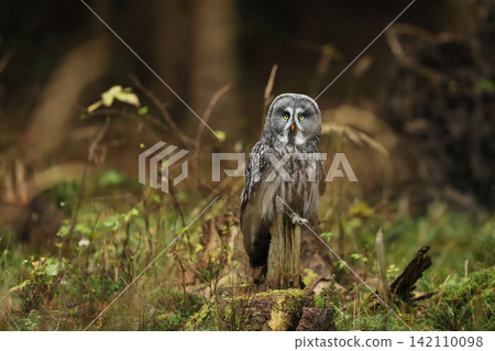 Scene from the forest with owl. Pervching Great Grey Owl, Strix nebulosa. Dark forest in background Scene from the forest with owl. Pervching Great Grey Owl, Strix nebulosa. Dark forest in background 142110098