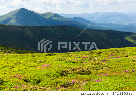 Beautiful contrasty landscape of the Carpathian mountains with blooming flowers from mountain Hoverla Beautiful contrasty landscape of the Carpathian mountains with blooming flowers from mountain Hoverla 142110383