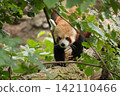 Red panda in bodyside profile close up moving along tree trunk showing awareness in forest environment. 142110466