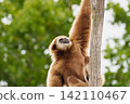 White handed gibbon hanging on tree branch representing arboreal locomotion and primate adaptation. 142110467