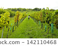 Young woman running through vineyard rows, illustrating outdoor activity and a rural wine area lifestyle in a scenic setting. 142110468