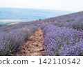 Blooming Lavender Field with Close-Up Purple Flowers. 142110542