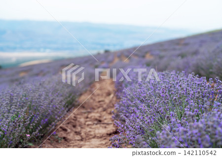 Blooming Lavender Field with Close-Up Purple Flowers. Blooming Lavender Field with Close-Up Purple Flowers. 142110542