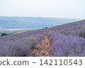 Blooming Lavender Field with Close-Up Purple Flowers. 142110543