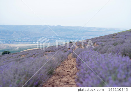 Blooming Lavender Field with Close-Up Purple Flowers. Blooming Lavender Field with Close-Up Purple Flowers. 142110543