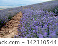 Blooming Lavender Field in Summer with Purple Flower close up. 142110544