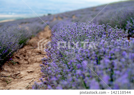 Blooming Lavender Field in Summer with Purple Flower close up. Blooming Lavender Field in Summer with Purple Flower close up. 142110544