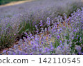Blooming Lavender Field in Summer with Purple Flower close up. 142110545