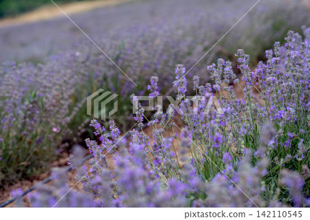 Blooming Lavender Field in Summer with Purple Flower close up. Blooming Lavender Field in Summer with Purple Flower close up. 142110545