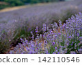 Blooming Lavender Field in Summer with Purple Flower close up. 142110546