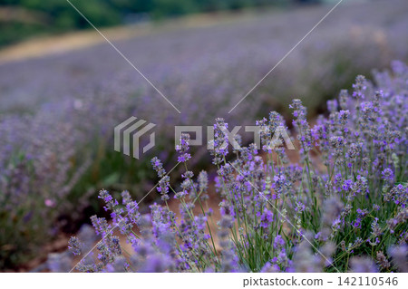 Blooming Lavender Field in Summer with Purple Flower close up. Blooming Lavender Field in Summer with Purple Flower close up. 142110546