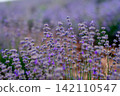 Blooming Lavender Field in Summer with Purple Flower close up. 142110547