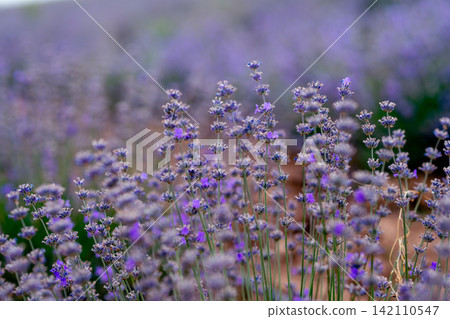 Blooming Lavender Field in Summer with Purple Flower close up. Blooming Lavender Field in Summer with Purple Flower close up. 142110547