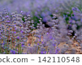 Blooming Lavender Field in Summer with Purple Flower close up. 142110548