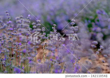 Blooming Lavender Field in Summer with Purple Flower close up. Blooming Lavender Field in Summer with Purple Flower close up. 142110548
