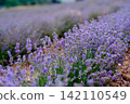 Blooming Lavender Field in Summer with Purple Flower close up. 142110549
