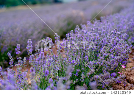Blooming Lavender Field in Summer with Purple Flower close up. Blooming Lavender Field in Summer with Purple Flower close up. 142110549