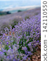 Blooming Lavender Field in Summer with Purple Flower close up. 142110550