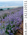 Blooming Lavender Field in Summer with Purple Flower close up. 142110551