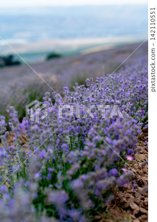 Blooming Lavender Field in Summer with Purple Flower close up. Blooming Lavender Field in Summer with Purple Flower close up. 142110551