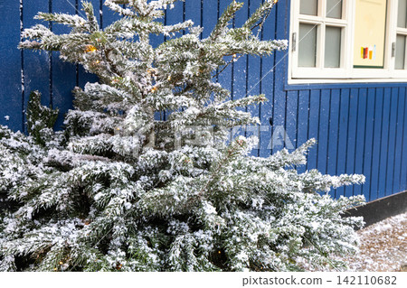 Snowy Christmas tree beside blue wooden house Snowy Christmas tree beside blue wooden house 142110682