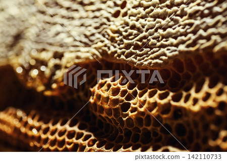 Macro close up of fresh raw liquid honey filled inside wax honeycomb cells texture background Macro close up of fresh raw liquid honey filled inside wax honeycomb cells texture background 142110733