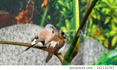 Pair of exotic finch birds perched together on branch in nature 142110761
