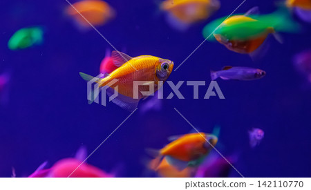 Colorful neon abstract fish background for creative club party banner Colorful neon abstract fish background for creative club party banner 142110770