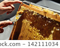 Beekeeper uncapping honeycomb frame with uncapping fork tool for honey extraction process 142111034