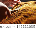 Beekeeper uncapping honeycomb frame with uncapping fork tool for honey extraction process 142111035
