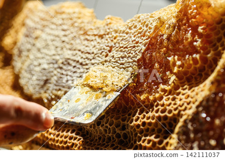 Beekeeper uncapping honeycomb frame with uncapping fork tool for honey extraction process Beekeeper uncapping honeycomb frame with uncapping fork tool for honey extraction process 142111037