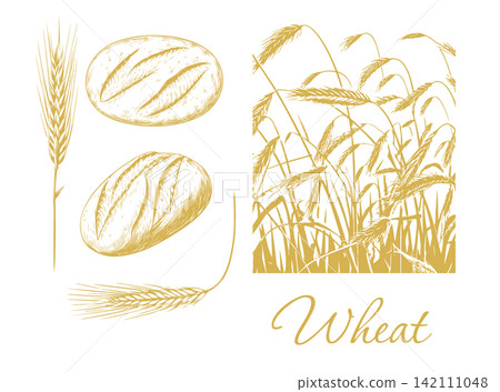 Graphic silhouettes of grain ears . Wheat and Bread Hand drawn. Not AI, vector illustration. 142111048