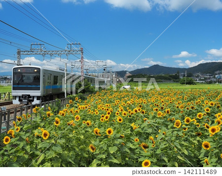 A train running through a field of sunflowers A train running through a field of sunflowers 142111489