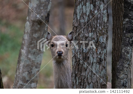 Ezo deer living in the forests of Hokkaido Ezo deer living in the forests of Hokkaido 142111492