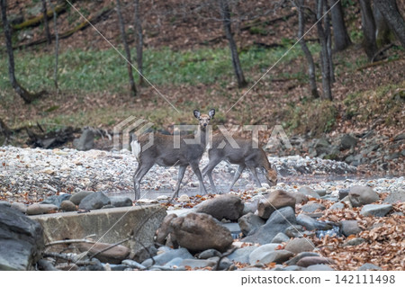 Ezo deer living in the forests of Hokkaido Ezo deer living in the forests of Hokkaido 142111498