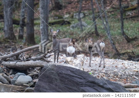 Ezo deer living in the forests of Hokkaido Ezo deer living in the forests of Hokkaido 142111507