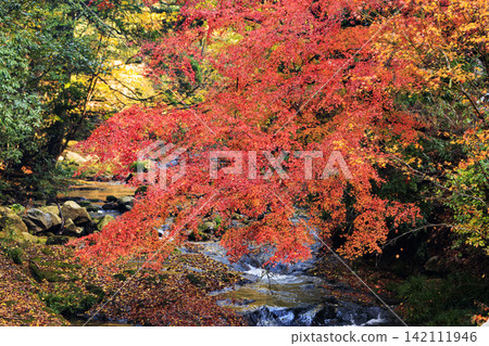 三原佛寺，廣島縣著名的賞楓勝地：河流與秋葉 142111946