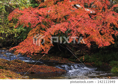 三原佛辻寺,廣島縣著名的賞楓勝地:潺潺的溪流與絢麗的秋葉。 三原佛辻寺,廣島縣著名的賞楓勝地:潺潺的溪流與絢麗的秋葉。 142111949