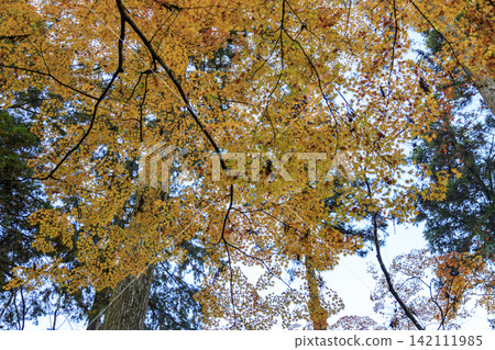 Autumn leaves at Buttsuji Temple in Mihara, Hiroshima Prefecture, a famous spot for autumn foliage. Autumn leaves at Buttsuji Temple in Mihara, Hiroshima Prefecture, a famous spot for autumn foliage. 142111985
