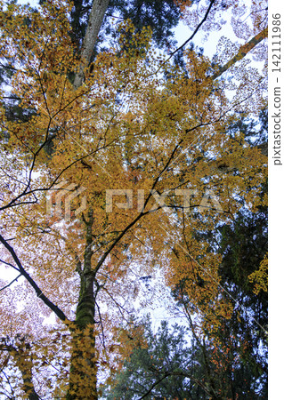 Autumn leaves at Buttsuji Temple in Mihara, Hiroshima Prefecture, a famous spot for autumn foliage. 142111986