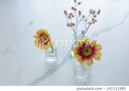 花瓶裡的非洲菊 花瓶裡的非洲菊 142111995