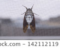 Summer cicadas chirp as they perch on the screen door. 142112119