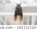 Summer cicadas chirp as they perch on the screen door. 142112120