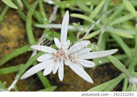 雪絨花(Leontopodium strakey)是喜馬拉雅山脈特有的雪絨花的近親,是一種美麗的植物,其苞片上覆蓋著白色絨毛。 雪絨花(Leontopodium strakey)是喜馬拉雅山脈特有的雪絨花的近親,是一種美麗的植物,其苞片上覆蓋著白色絨毛。 142112283