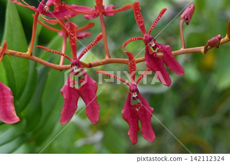 紅花蓮(Renanthera coccinea)原產於印度支那地區,是一種美麗的花朵,具有獨特的深紅色花瓣。 紅花蓮(Renanthera coccinea)原產於印度支那地區,是一種美麗的花朵,具有獨特的深紅色花瓣。 142112324