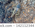 Summer cicadas perched on trees, chirping away. 142112344