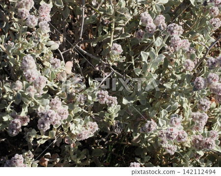 錫爾弗頓荒野的植被景觀:珍珠藍灌木密集花簇的記錄 錫爾弗頓荒野的植被景觀:珍珠藍灌木密集花簇的記錄 142112494